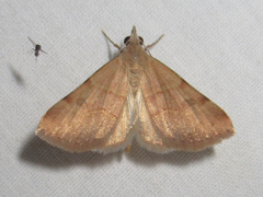 Hemeroplanis rectalis