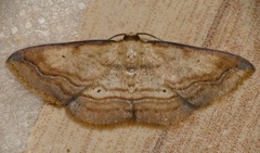 Campatonema lineata