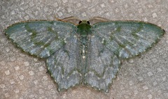 Chloropteryx diluta