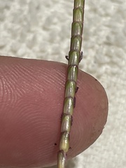 Eremochloa ophiuroides