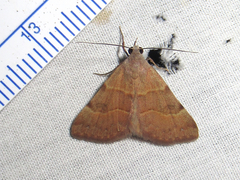 Hemeroplanis rectalis