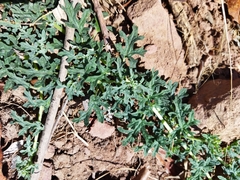 Dicerocaryum senecioides