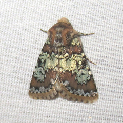 Hemibryomima chryselectra