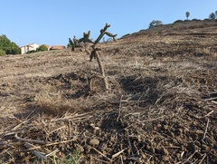 Cylindropuntia prolifera