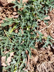 Dicerocaryum senecioides