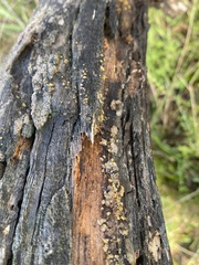 Dacrymyces stillatus