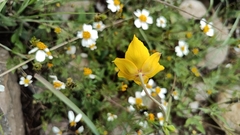 Calochortus barbatus