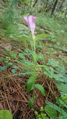 Spigelia scabrella