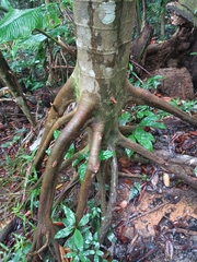 Cecropia schreberiana