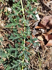 Dicerocaryum senecioides