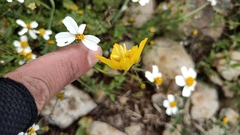 Calochortus barbatus