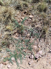 Dicerocaryum senecioides