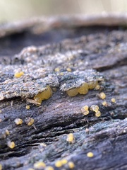 Dacrymyces stillatus