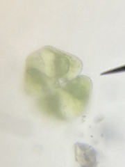 Cosmarium
