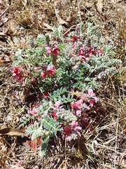 Indigofera mollicoma