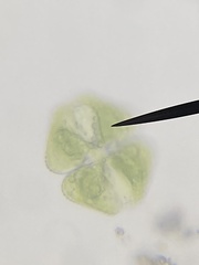 Cosmarium