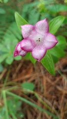 Spigelia scabrella