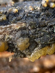 Dacrymyces stillatus