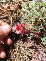 Indigofera mollicoma