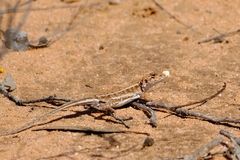 Ctenophorus spinodomus