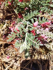 Indigofera mollicoma