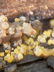 Dacrymyces stillatus