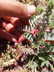 Indigofera mollicoma