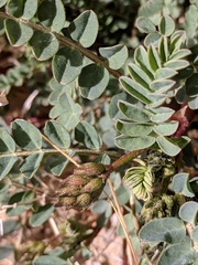 Astragalus lentiginosus