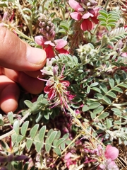 Indigofera mollicoma