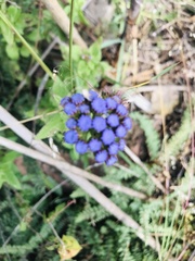 Ageratum corymbosum
