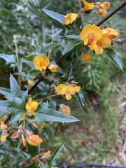 Podolobium ilicifolium