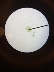 Cosmarium
