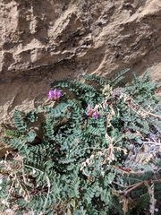Astragalus lentiginosus