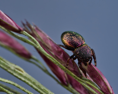 Sassacus cyaneus