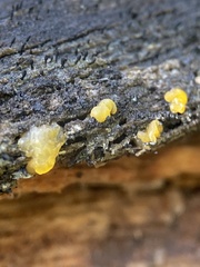 Dacrymyces stillatus