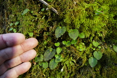 Corybas oblongus