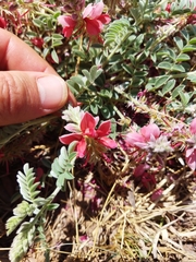 Indigofera mollicoma