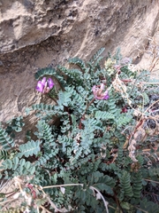 Astragalus lentiginosus