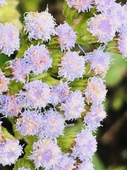 Ageratum corymbosum