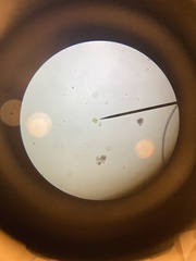 Cosmarium