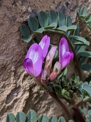 Astragalus lentiginosus