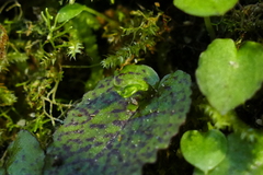 Corybas oblongus