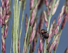 Sassacus cyaneus