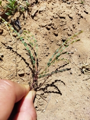 Phyllanthus parvulus