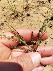 Phyllanthus parvulus