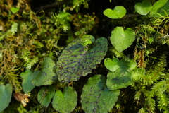Corybas oblongus