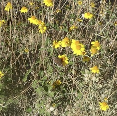 Erynnis tristis