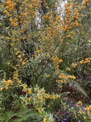 Podolobium ilicifolium