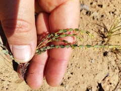 Phyllanthus parvulus