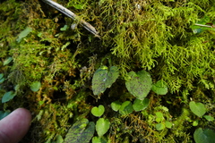 Corybas oblongus